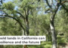 Blue oak woodlands in California offer beauty and opportunities to sustain traditional knowledge and ecological resilience. Nina Fontana, CC BY-NC-ND